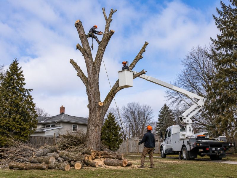 Cherry Tree Removal in Duluth, MN