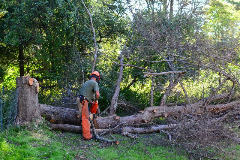 Fallen Tree Removal