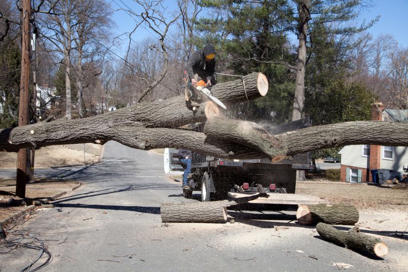 Fallen Tree Removal