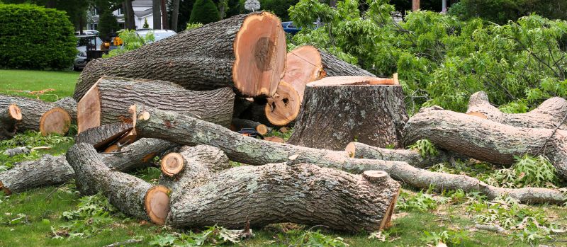 Dead Tree Removal Service detail