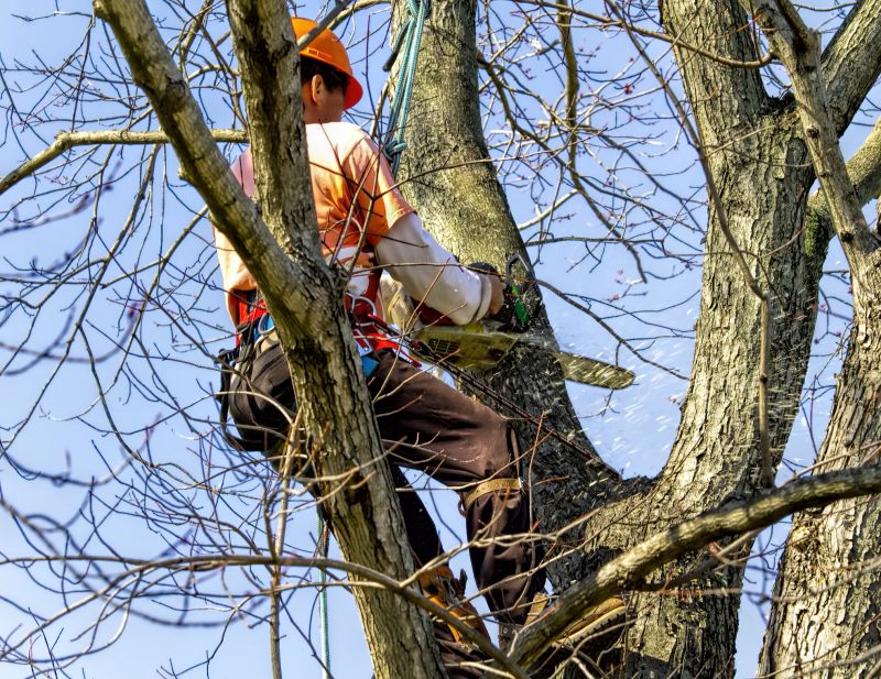 Dead Tree Removal Service detail