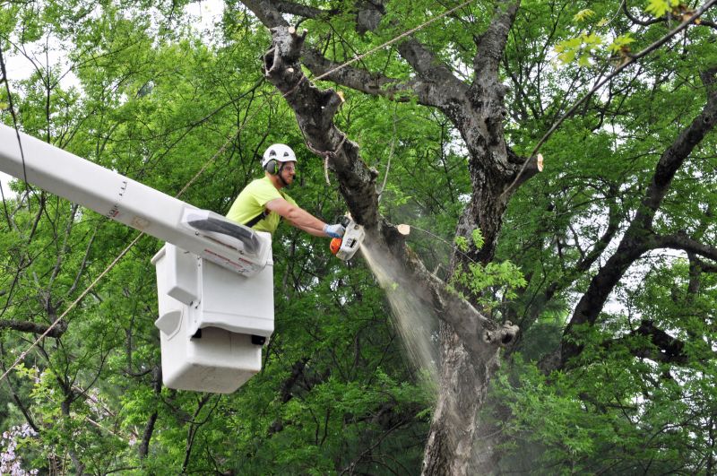 Dead Tree Removal Service detail