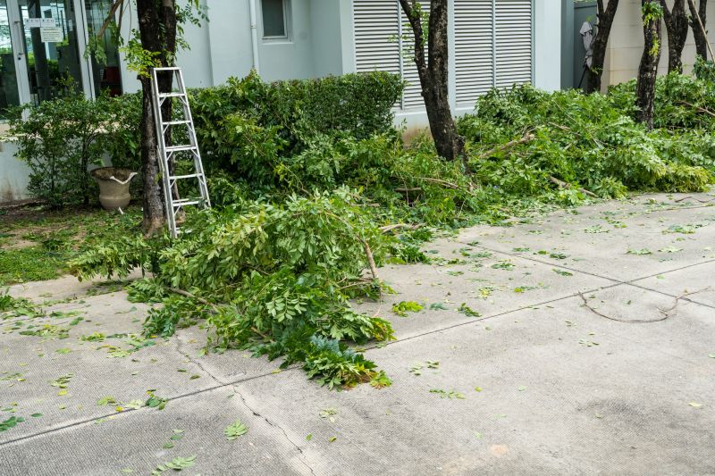 Spruce Tree Removal in Duluth, MN