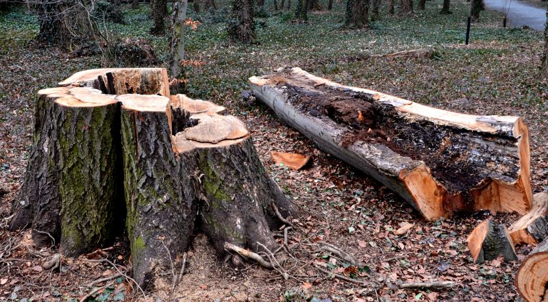 Tree Removal Service in San Jose, CA